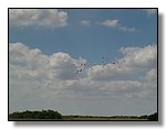 Everglades Nat'l Park
Flock of Ibises
