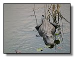 Everglades Nat'l Park
Aligator