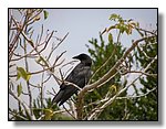 Everglades Nat'l Park
American Crow