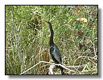 Everglades Nat'l Park
Tricolored Heron