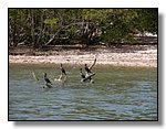 Everglades Nat'l Park
Ten Thousand Islands
Cormorants & Heron