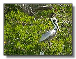 Everglades Nat'l Park
Ten Thousand Islands
Pelican