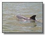Everglades Nat'l Park
Mangrove Tour
Dolphin