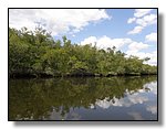 Everglades Nat'l Park
Mangrove Tour