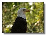 Tampa
Lowry Park Zoo
Bald Eagle