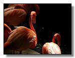 Tampa
Lowry Park Zoo
Flamingo