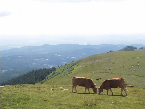 Steiermark, Groer Speik